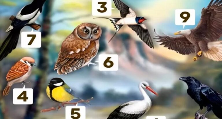 El pájaro que elijas en la imagen determinará exactamente cómo te ven tus amigos