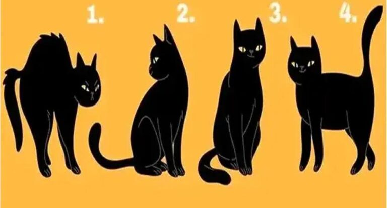 Elige un gato y descubrirás por qué tu personalidad esconde tus mejores cualidades