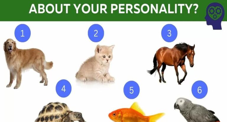 Elige el animal que más te guste y conocerás aspectos de tu personalidad