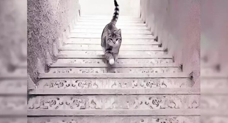 Descubre si eres inteligente según observes que el gato sube o baja las escaleras