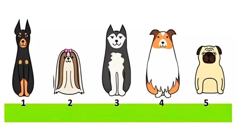 Test visual: el perro que elijas en la imagen revelará qué tipo de caracter tienes