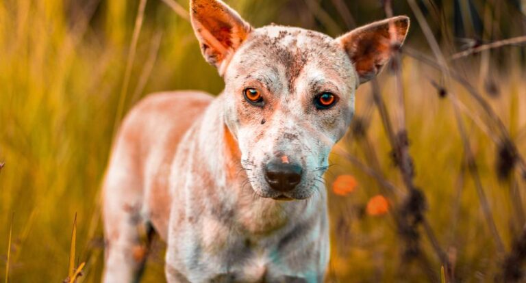 Perro conmueve a todos con su reacción al descubrir que lo abandonaron