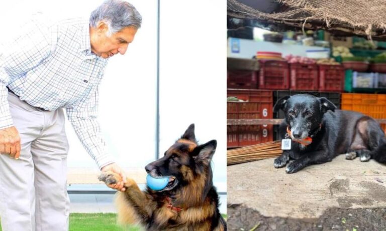 Ratan Tata insta al público a revisar debajo de los automóviles en busca de animales callejeros durante los monzones
