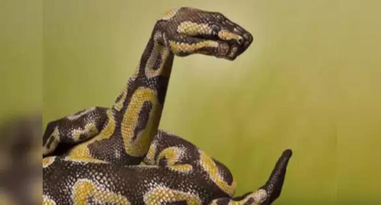 ¿Una serpiente o una mano? Responde qué ves primero y conoce tu verdadera personalidad