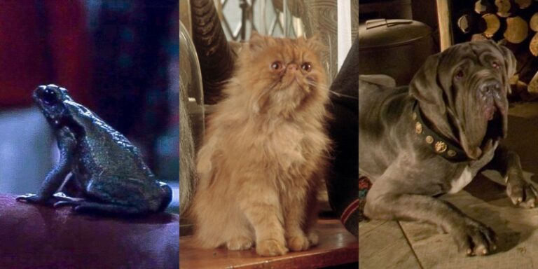 Harry Potter: ¿Qué pasó con todas las mascotas?