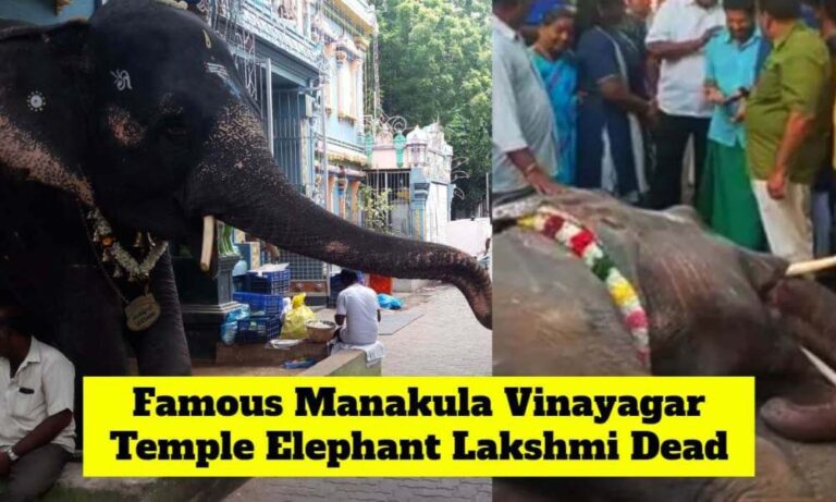 Muere elefante del templo de Manakula Vinayagar