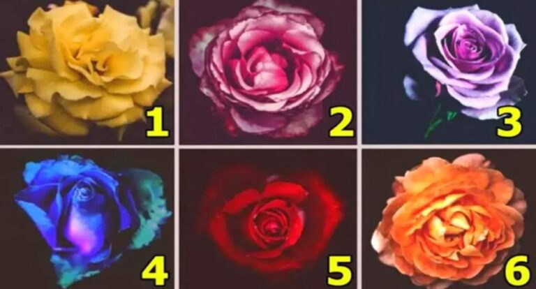 Elige una de las 6 rosas de la imagen para conocer tus rasgos de personalidad