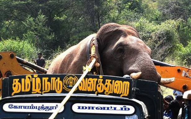 "Salven a Chinnathambi": público contra la decisión del gobierno de TN de domesticar a un elefante