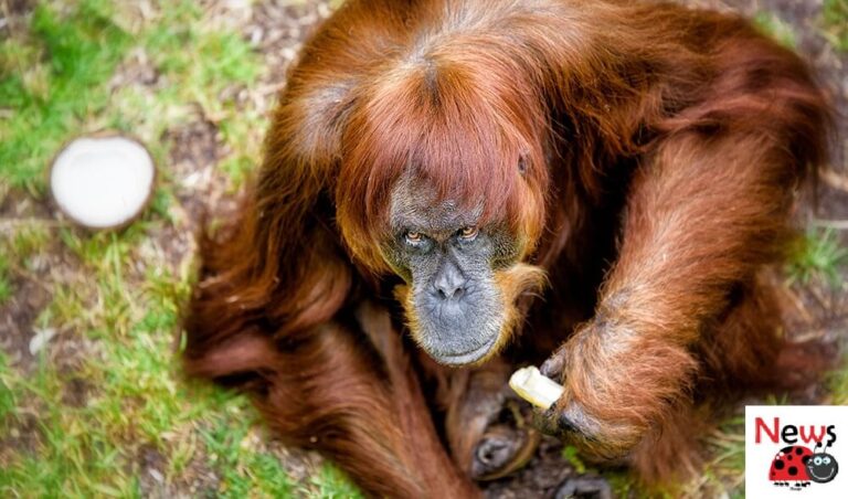 Puan, el orangután de Sumatra más viejo del mundo, muere en el zoológico de Perth a los 62 años