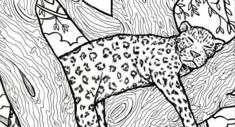 Desafío visual: encuentra el pez en la imagen del leopardo en 10 segundos